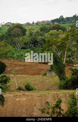 Frische Palmettos ganz oder Herz aus Palme in einem Bauernhof in Brasilien. Konzept natürliche Lebensmittel. Tropisch. Hochwertige Fotos Stockfoto