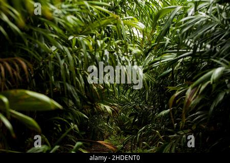 Frische Palmettos ganz oder Herz aus Palme in einem Bauernhof in Brasilien. Konzept natürliche Lebensmittel. Tropisch. Hochwertige Fotos Stockfoto