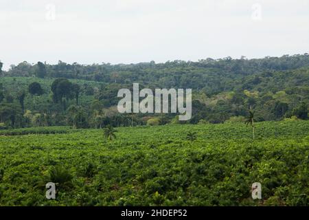 Frische Palmettos ganz oder Herz aus Palme in einem Bauernhof in Brasilien. Konzept natürliche Lebensmittel. Tropisch. Hochwertige Fotos Stockfoto