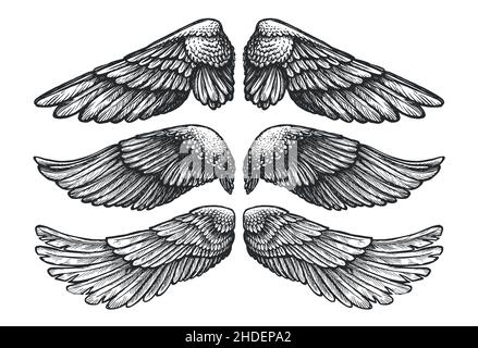 Zwei Flügel von Vogel oder Engel, handgezeichnete Vektorgrafik. Satz von verschiedenen Flügel vintage Skizze Stock Vektor