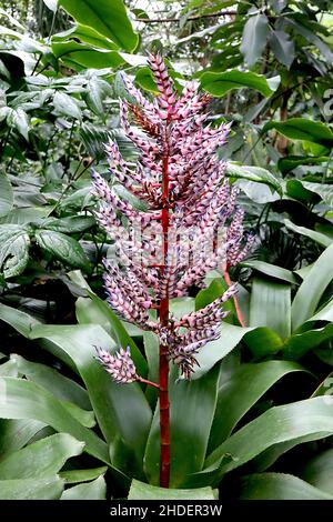 Aechmea ‘Del Mar’ weiße konische Blüten mit blau-violetten Spitzen, breiten, bandförmigen Blättern, rotem Stiel, Januar, England, VEREINIGTES KÖNIGREICH Stockfoto