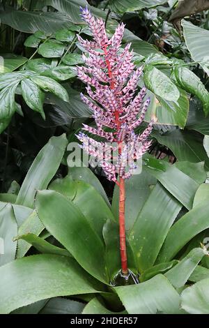 Aechmea ‘Del Mar’ weiße konische Blüten mit blau-violetten Spitzen, breiten, bandförmigen Blättern, rotem Stiel, Januar, England, VEREINIGTES KÖNIGREICH Stockfoto