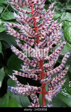 Aechmea ‘Del Mar’ weiße konische Blüten mit blau-violetten Spitzen, breiten, bandförmigen Blättern, rotem Stiel, Januar, England, VEREINIGTES KÖNIGREICH Stockfoto