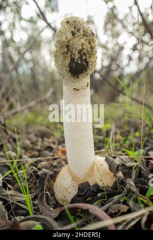 Phallus impudicus oder gewöhnliches Stinkhorn. Exemplar wächst zwischen Gum-Steinrose-Pflanzen. Extremadura, Spanien Stockfoto