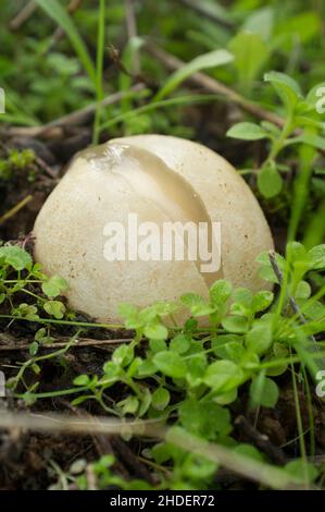 Unreifer Phallus impudicus oder gewöhnliches Stinkhorn. Exemplar wächst zwischen Gum-Steinrose-Pflanzen. Extremadura, Spanien Stockfoto
