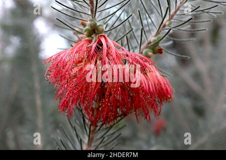 Calothamnus quadrifidus einseitige Flaschenbürste – rote, flaschenbürstenartige Blüten und haarige, graugrüne, nadelartige Blätter, Januar, England, Großbritannien Stockfoto