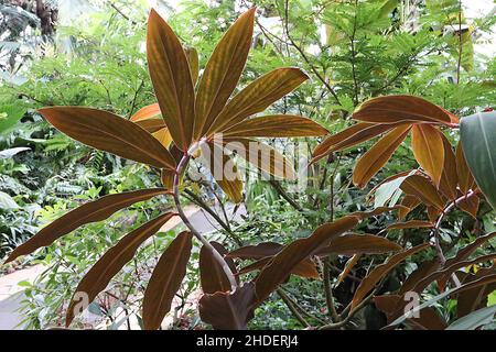 Costus speciosus crepe ginger - große elliptisch-grau-grüne Blätter entlang des Spiralstiels, Januar, England, Großbritannien Stockfoto