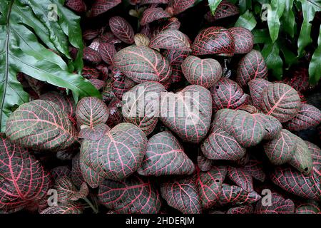 Fittonia albivenis Verschaffeltii Group Mosaikpflanze – dunkelgrüne Blätter mit akzentuierten dunkelrosa Adern, Januar, England, Großbritannien Stockfoto