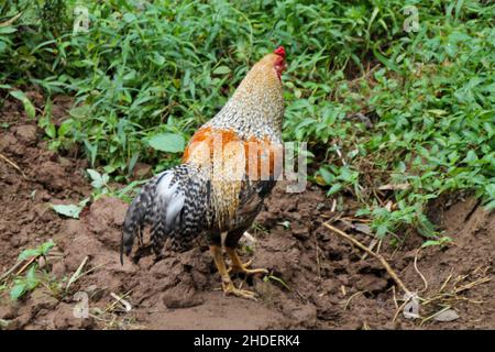 Wild bunte Creme Legbar Huhn im Garten auf dem Schlamm mit Gras Stockfoto