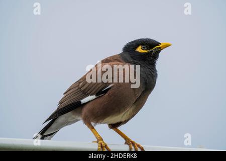 Nahaufnahme eines gewöhnlichen Myna-Vogels (Acridotheres tristis), der auf einem Metallbarsch gegen den Himmel steht Stockfoto