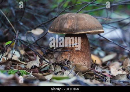 Nahaufnahme des Boletus aereus oder des dunklen cep- oder Bronzeboleten-Pilzes auf trockenen Blättern Stockfoto