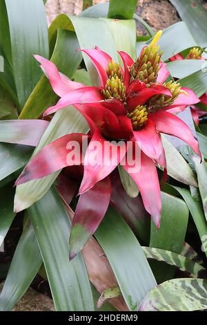 Guzmania wittmackii gelb-grüne Knospen, rote blattartige Hochblätter, mittelgrüne, bandförmige Blätter, Januar, England, Großbritannien Stockfoto