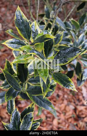 Ilex aquifolium ‘Aurifodina’ Stechpalme Aurifodina – glänzende, dunkelgrüne Blätter mit cremefarbenen Rändern und stacheliger Spitze, Januar, England, Großbritannien Stockfoto