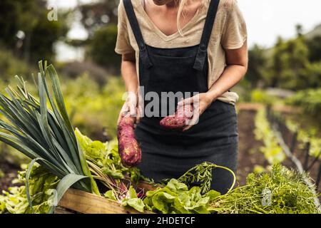 Nicht erkennbare Frau, die eine Vielzahl von frischem Gemüse in eine Kiste einordnet. Bio-Bäuerin, die in ihrem Gemüsegarten frische Produkte sammelt. Selbst Stockfoto