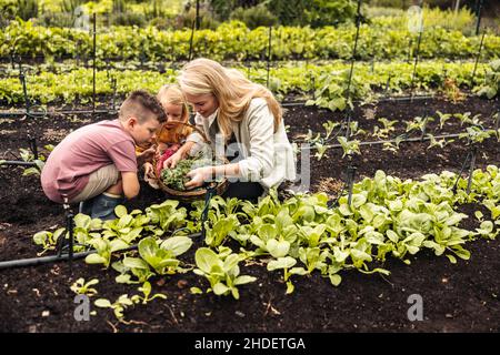 Sammeln von frischem Gemüse während der Erntezeit. Die junge Mutter von zwei Kindern erntet gemeinsam mit ihren Kindern frische Produkte auf einem Bio-Bauernhof. Selbstnachhaltig Stockfoto