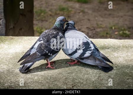 Zwei blassgraue, wilde Felsparken, die auf einer Wand thronen und sich im warmen Sonnenschein zusammenschmiegen, aufgenommen im Postman's Park London, 25th. Juni 2017 Stockfoto