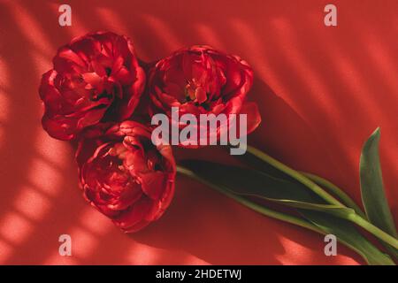 Drei rote Tulpen, die wie Rosen aussehen, auf rotem Hintergrund Stockfoto