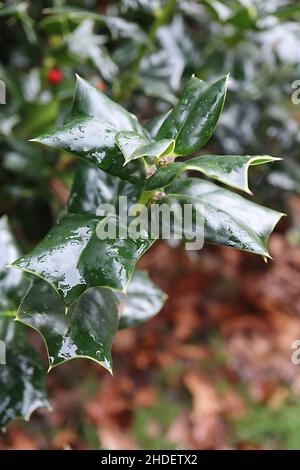 Ilex cornuta ‘Autumn Fire’ gehörnte Holly Autumn Fire – glänzend keilförmige, sattgrüne Blätter mit spitzen Keilen, Januar, England, Großbritannien Stockfoto