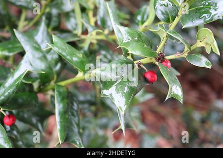 Ilex cornuta ‘Autumn Fire’ gehörnte Holly Autumn Fire – rote Beeren und glänzende keilförmige, sattgrüne Blätter mit stacheligem Keil, Januar, England, Großbritannien Stockfoto