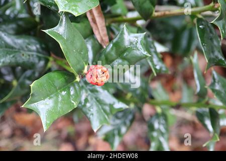 Ilex cornuta ‘Autumn Fire’ gehörnte Holly Autumn Fire – rote Beeren und glänzende keilförmige, sattgrüne Blätter mit stacheligem Keil, Januar, England, Großbritannien Stockfoto