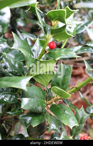 Ilex cornuta ‘Autumn Fire’ gehörnte Holly Autumn Fire – rote Beeren und glänzende keilförmige, sattgrüne Blätter mit stacheligem Keil, Januar, England, Großbritannien Stockfoto