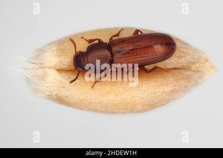 Der verwirrte Mehlkäfer Tribolium confusum ist eine Art Dunkelkäfer, bekannt als Mehlkäfer, ein häufiges Schädlingsinsekt in Geschäften und Häusern Stockfoto