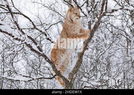 Eurasischer Luchs, der im Winter in einem Wald klettert Stockfoto