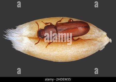 Der verwirrte Mehlkäfer Tribolium confusum ist eine Art Dunkelkäfer, bekannt als Mehlkäfer, ein häufiges Schädlingsinsekt in Geschäften und Häusern Stockfoto