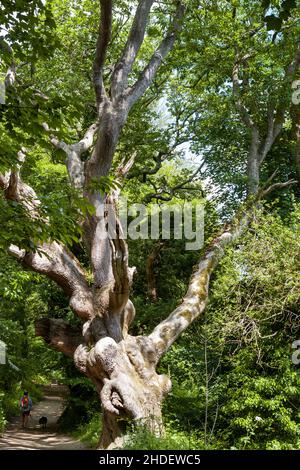 Auf dem Waldweg, der als Georgian Ride in den Lost Gardens of Heligan, Cornwall, Großbritannien, bekannt ist, passieren eine weibliche Walkerin und ein Hund eine riesige knarrte alte Eiche Stockfoto