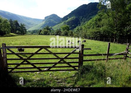 Der Wainwright 'Eagle Crag' mit Blick auf das Feld von der Nähe von Stonethwaite in Borrowdale, Lake District National Park, Cumbria, England, Großbritannien. Stockfoto