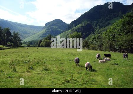 Der Wainwright 'Eagle Crag' mit Blick auf das Feld von der Nähe von Stonethwaite in Borrowdale, Lake District National Park, Cumbria, England, Großbritannien. Stockfoto