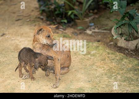 Ein kränklich aussehender Hund mit seinem Welpen. Selektive Fokuspunkte Stockfoto