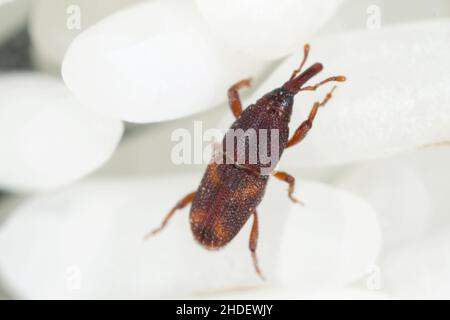 Nahaufnahme von erwachsenen Reiskäfer (Sitophilus oryzae) auf Reiskörnern. Stockfoto