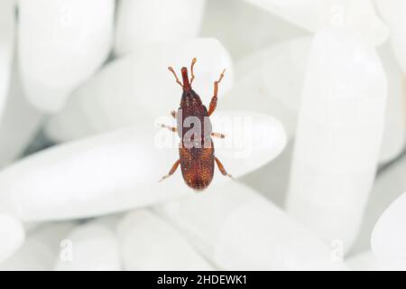 Nahaufnahme von erwachsenen Reiskäfer (Sitophilus oryzae) auf Reiskörnern. Stockfoto