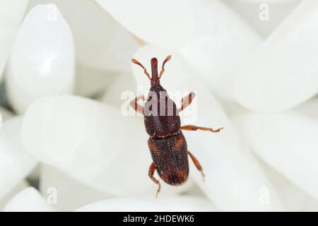 Nahaufnahme von erwachsenen Reiskäfer (Sitophilus oryzae) auf Reiskörnern. Stockfoto