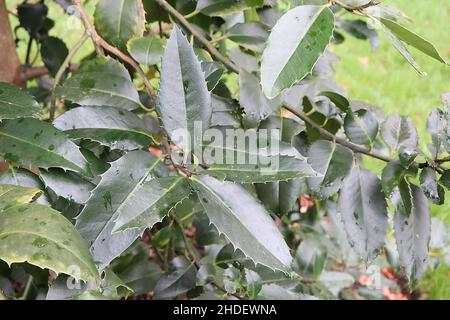 Ilex x koehneana ‘Chestnut Leaf’ Holly Chestnut Leaf – dunkelgrüne kastanienartige Blätter mit gleichmäßig verteilten stacheligen Rändern, Januar, England, Großbritannien Stockfoto