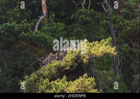 Juniperus High Juniperus excelsa ist eine Nadelpflanze der Gattung Wacholder-Zypresse Stockfoto