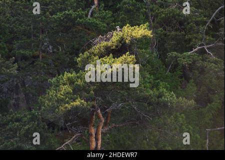 Juniperus High Juniperus excelsa ist eine Nadelpflanze der Gattung Wacholder-Zypresse Stockfoto