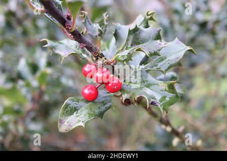 Ilex x meserveae Conang Stechpalme Blauer Engel – rote Beeren und glänzend verdrehte dunkelgrüne stachelige Blätter, Januar, England, Großbritannien Stockfoto