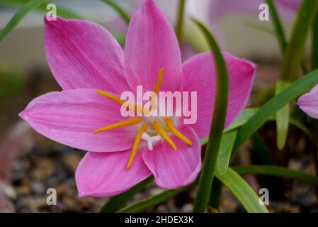 Rosa brasilianische Kupferlilie (Habranthus Robustus) Blume, die im Gewächshaus von RHS Garden Harlow Carr, Harrogate, Yorkshire, England, Großbritannien angebaut wird. Stockfoto