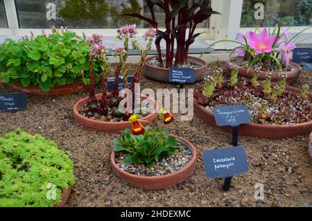 Succulents & Alpines in Blumentöpfen im Alpine House im RHS Garden Harlow Carr, Harrogate, Yorkshire, England, Großbritannien angebaut. Stockfoto