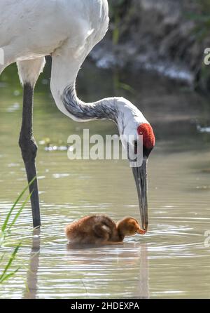 Peking, China. 21st. Juni 2021. Ein erwachsener rotkroniger Kran füttert einen neugeborenen Babykran in der Stadt Baicheng in der nordöstlichen Provinz Jilin, 21. Juni 2021. Ein Paar künstlich gezüchteter Rotkräne, das vom Momoge National Nature Reserve in Jilin aufgezogen wurde, brachte vom 20. Bis 21. Juni zwei Baby-Rotkräne zur Welt, nachdem sie in die Wildnis entlassen wurden. Quelle: Zhang Nan/Xinhua/Alamy Live News Stockfoto