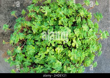 Sukkulenten Pflanzen in großen Topf. Aeonium lindleyi Pflanzen. Sukulente Pflanze für die Landschaftsgestaltung im Innenhof. Draufsicht. Stockfoto