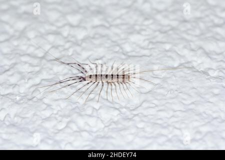 Scutigera coleoptrata an der Wand. Der Flycatcher. Centipede Fliegenfänger Insektenfresser. Stockfoto