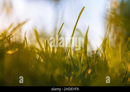 Carbon Netto Null Hintergrund. Defokussieren Sie Gräser aus Bodenhöhe im Fokus. Foto im Frühling oder Sommer im Hintergrund. Stockfoto