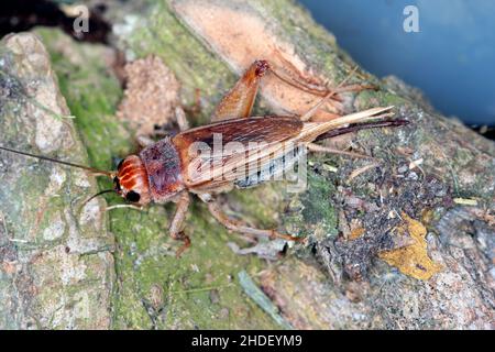 Nahaufnahme Haus Cricket (Acheta domestica). Der Schädling wird oft in Häusern gefunden. Stockfoto