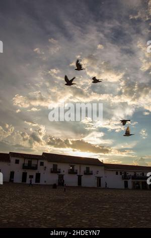 Eine Gruppe von Tauben durchquert bei Sonnenuntergang den Hauptplatz der Kolonialstadt Villa de Leyva im östlichen Andengebiet von Zentralkolumbium. Stockfoto