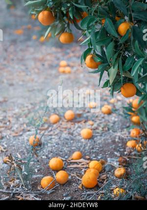 Die reifen Mandarinenfrüchte auf dem Ast und unter dem Baum im Zitrusgarten liegend, senkrecht abgeschossen Stockfoto