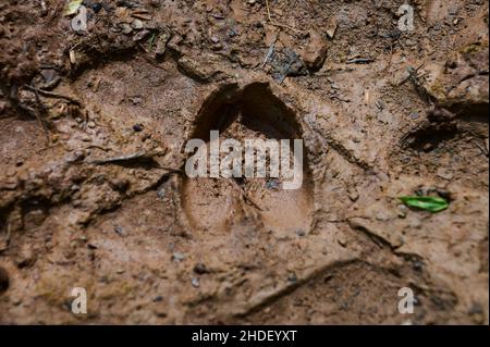Tier Fußabdruck. Igel Fußabdruck im Sand im Wald, Nahaufnahme, detailliert Stockfoto