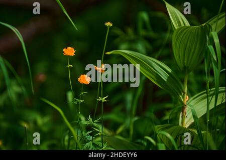 Rannculus acris. Feld, Waldpflanze. Blumenbeet, schöne sanfte Pflanzen. Sonniger Sommertag. Gelbe Blüten. Buttercup ist eine ätzende, gemeinsame Art von BU Stockfoto